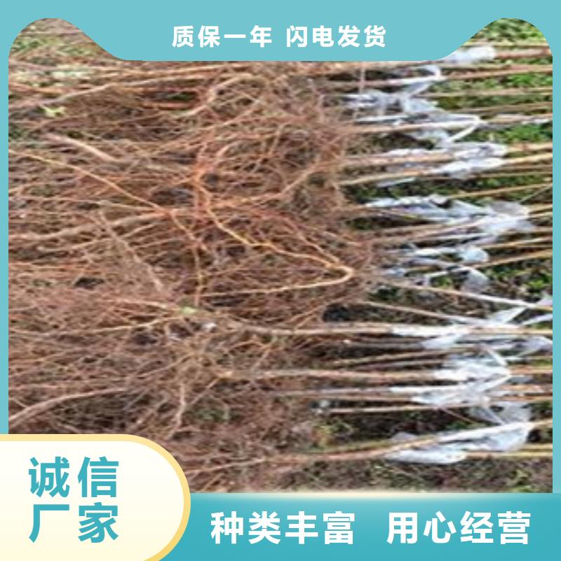 中熟油桃树苗