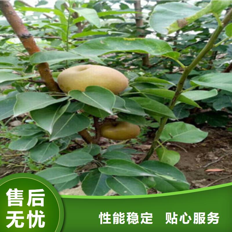 秋子梨树苗种植时间