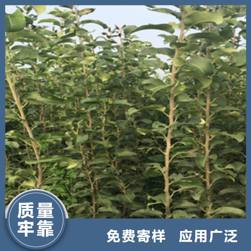 秋子梨树苗种植时间