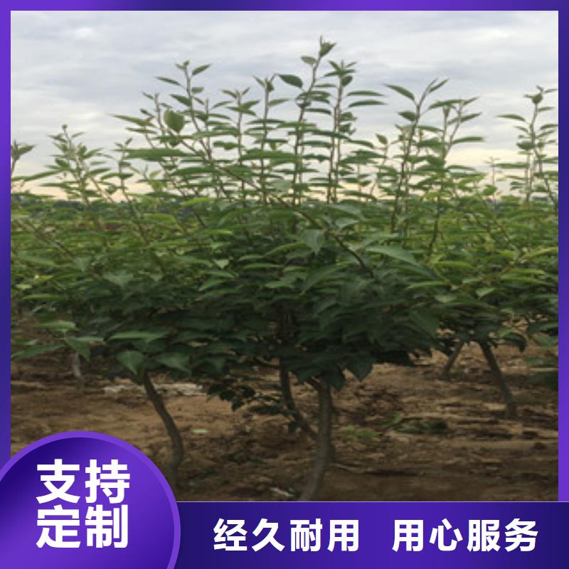 大南果梨树苗6厘米