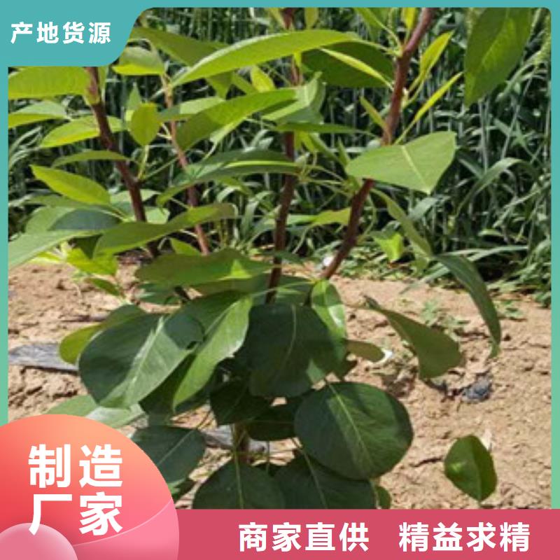 茄梨树苗5厘米