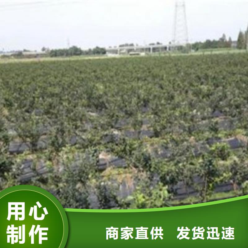 L26蓝莓树苗供应0中间商差价