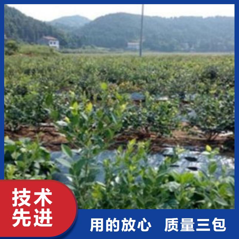 法新蓝莓树苗质量保证产品优势特点