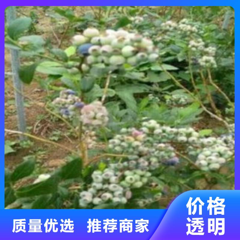 蓝莓苗10年经验24小时下单发货