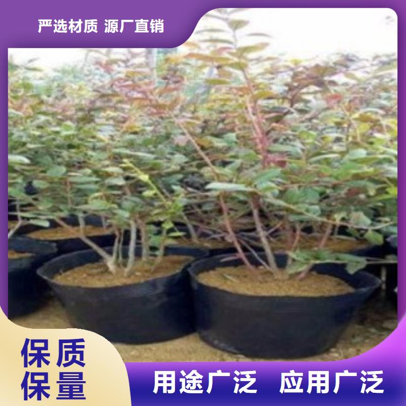 L26蓝莓树苗供应质优价保