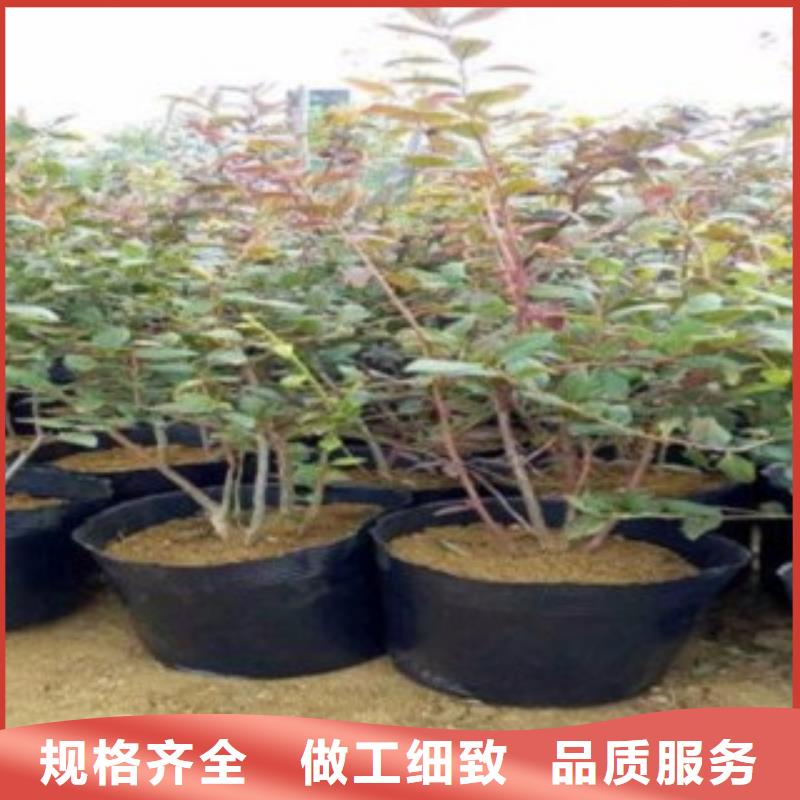 蓝莓果树苗实力老厂好产品价格低