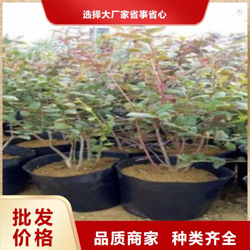 L26蓝莓树苗现货价格质量为本