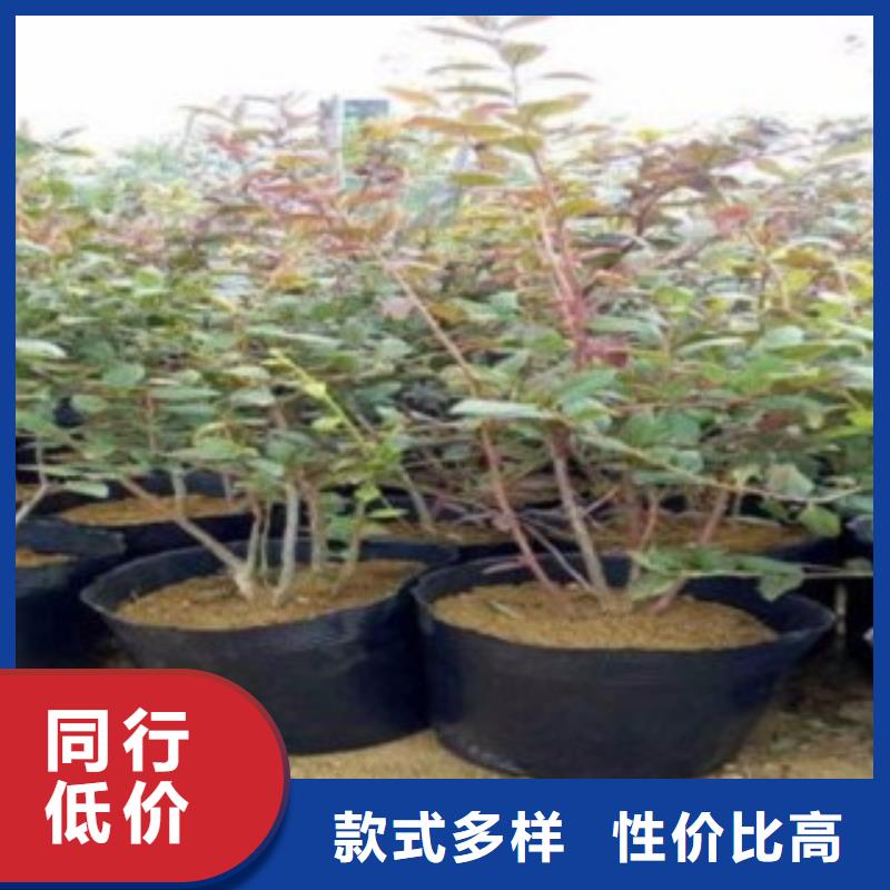 带土球蓝莓苗品质保证质量安心