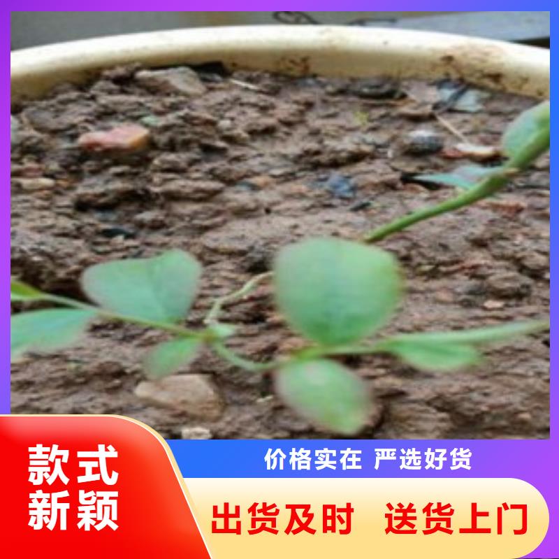 西班牙蓝莓树苗批发价注重细节