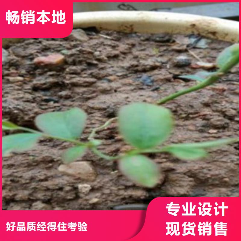 L26蓝莓树苗无中间商放心得选择