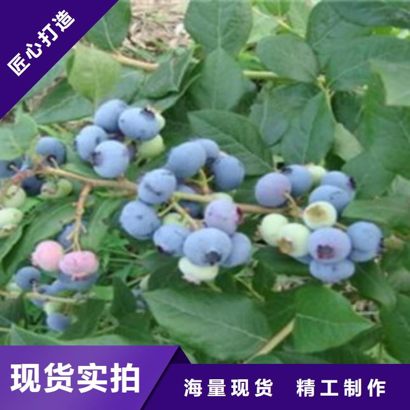 L25蓝莓树苗发货快销售的是厂家直销省心省钱