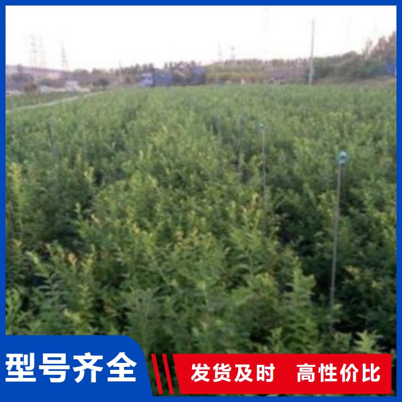 带土球蓝莓苗生产随心所欲定制