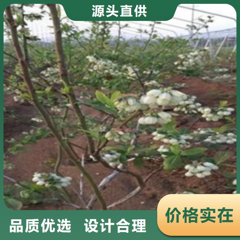 芭尔德温蓝莓树苗0.6厘米