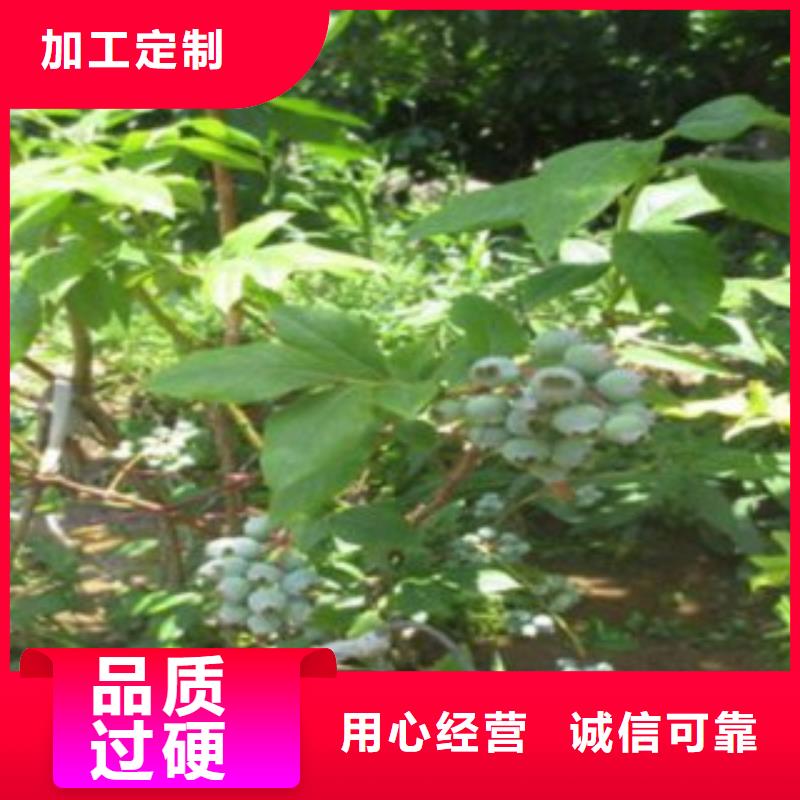 西班牙蓝莓树苗批发价注重细节