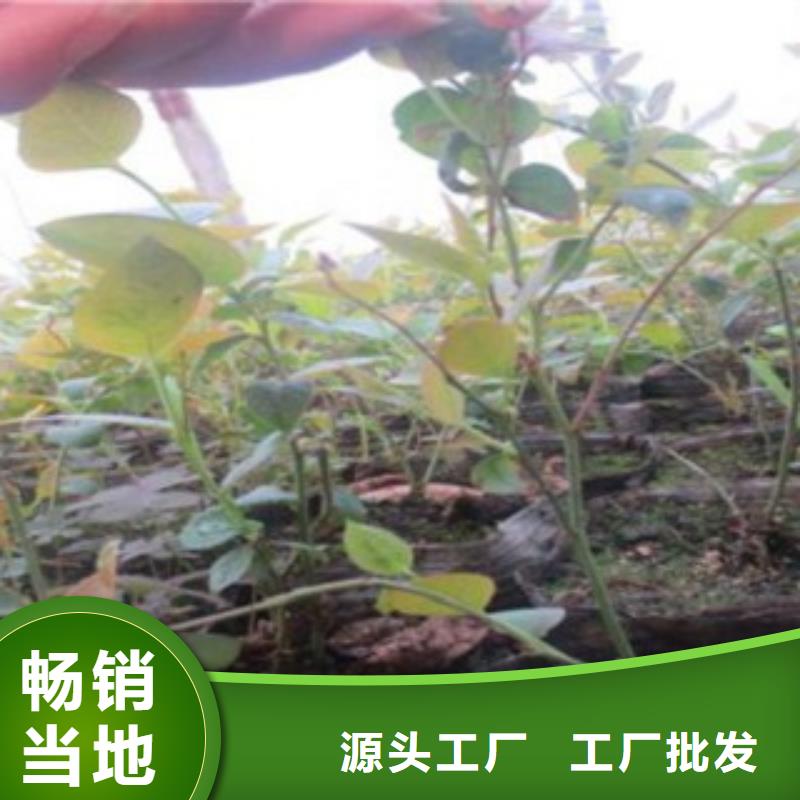 西班牙蓝莓树苗基地精选货源