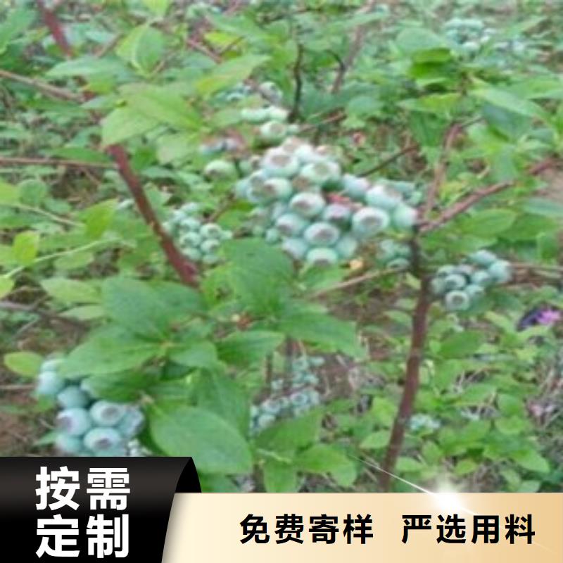 巴尔温德蓝莓苗信赖推荐厂家实力大