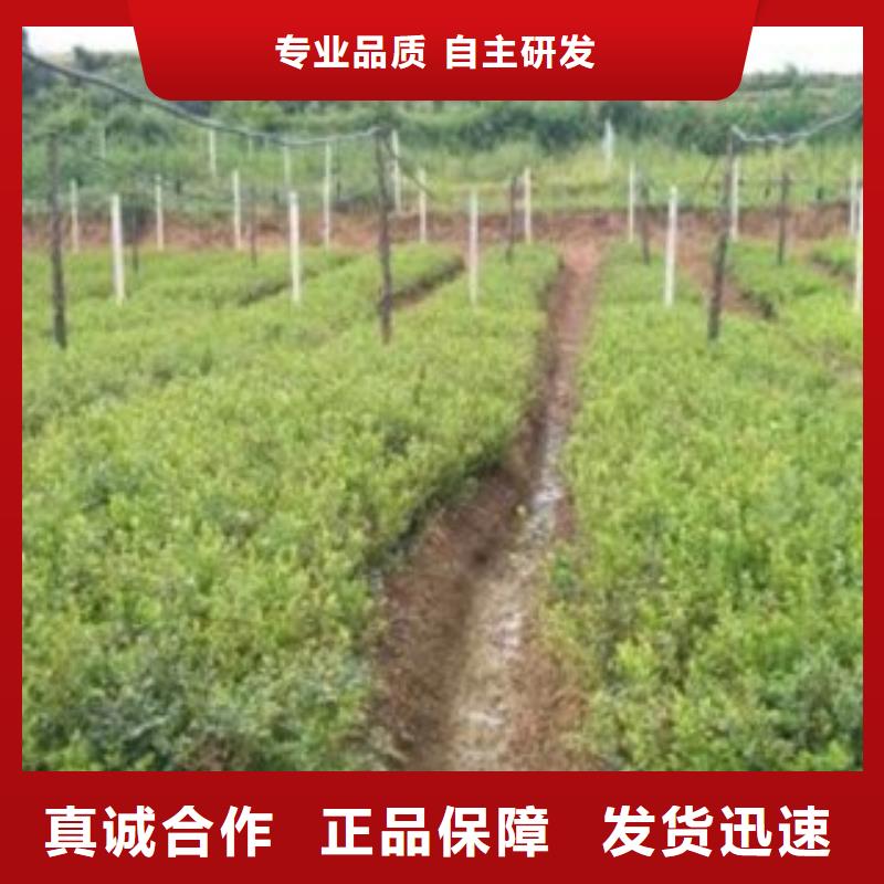 L26蓝莓树苗无中间商放心得选择