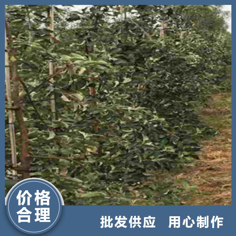 红夏苹果树苗多少钱一株