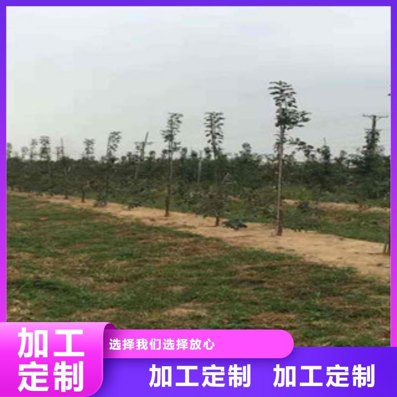 伏翠苹果树苗种植方法及时间