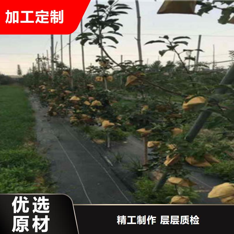 红丽苹果树苗基地