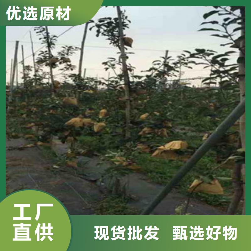 红丽苹果树苗基地