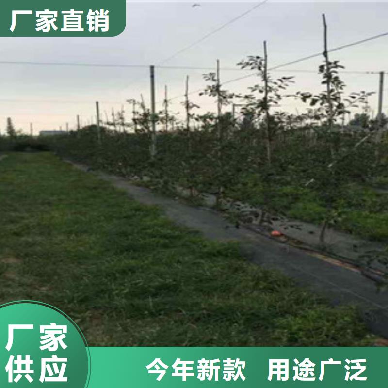 烟富0苹果树苗种植技术