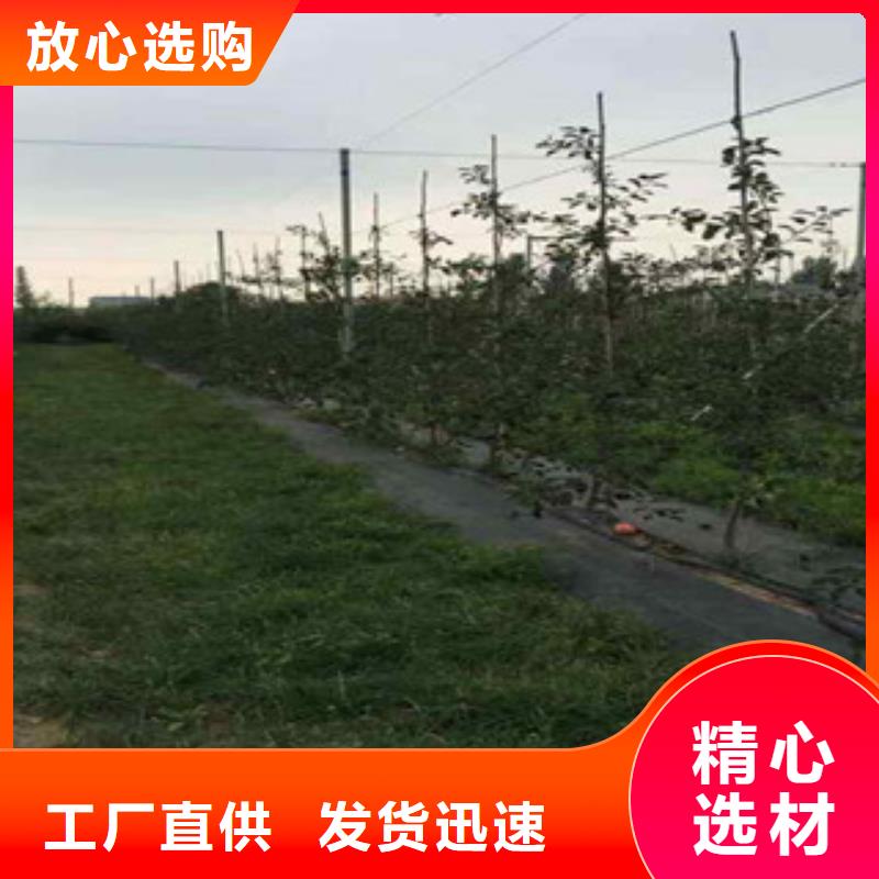 烟富0苹果树苗种植方法及时间