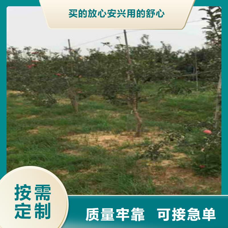 红露苹果树苗批发基地