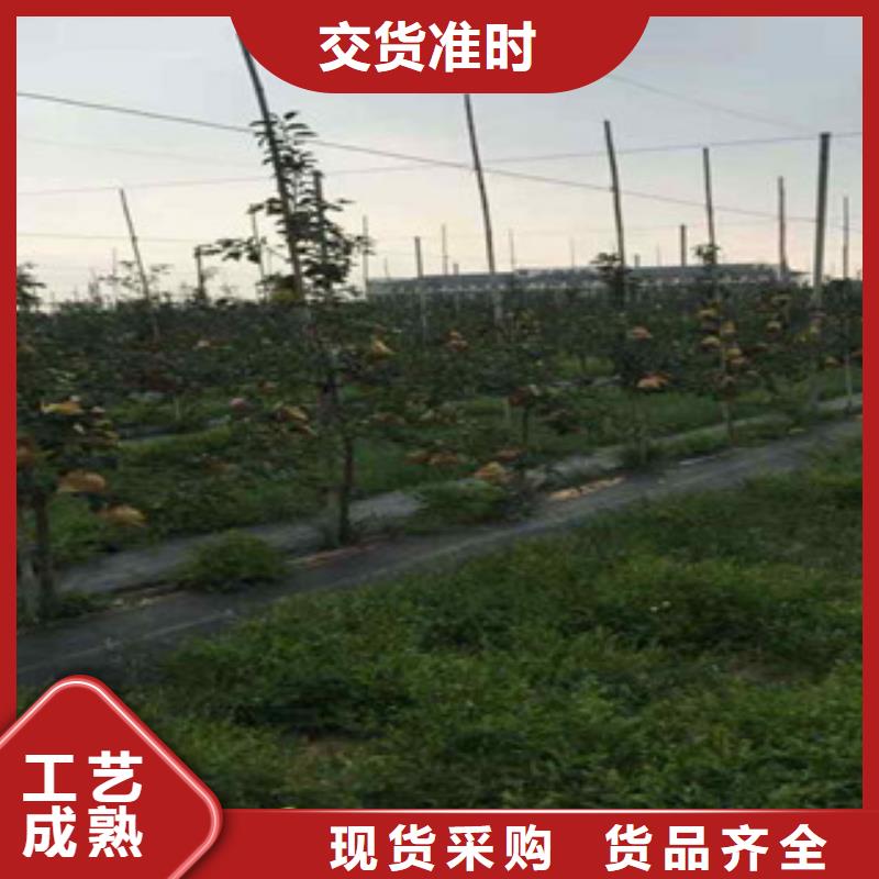 烟富4苹果树苗种植技术