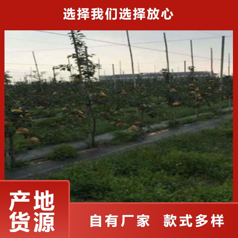 北斗苹果树树苗种植技术