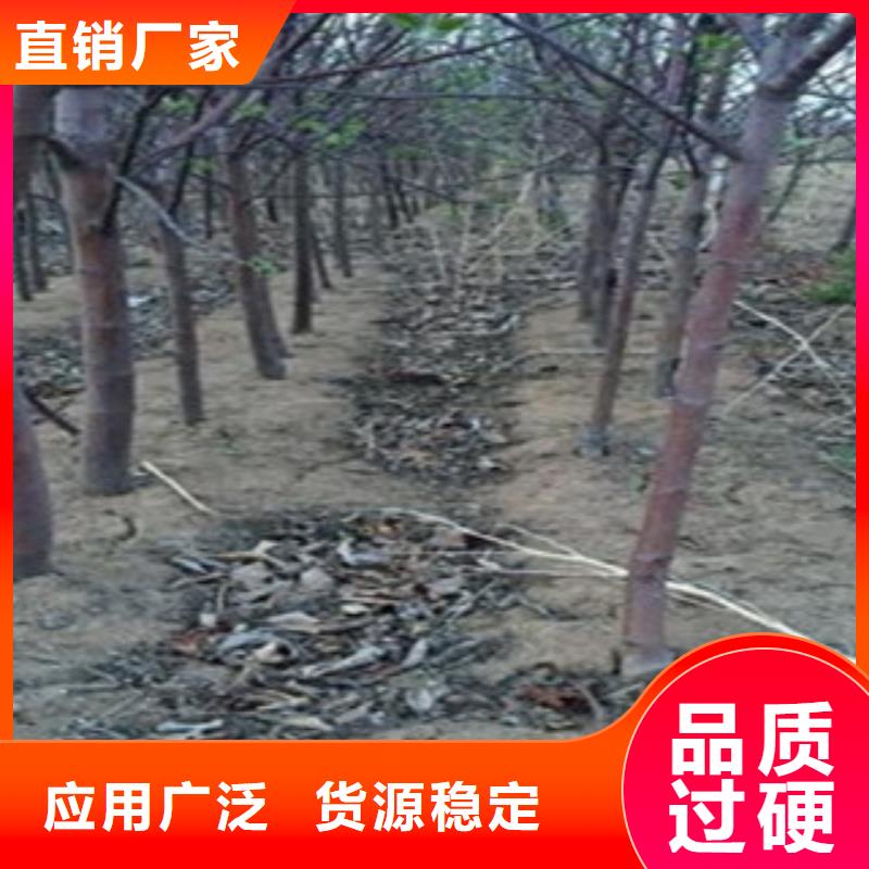 红露苹果树苗批发基地