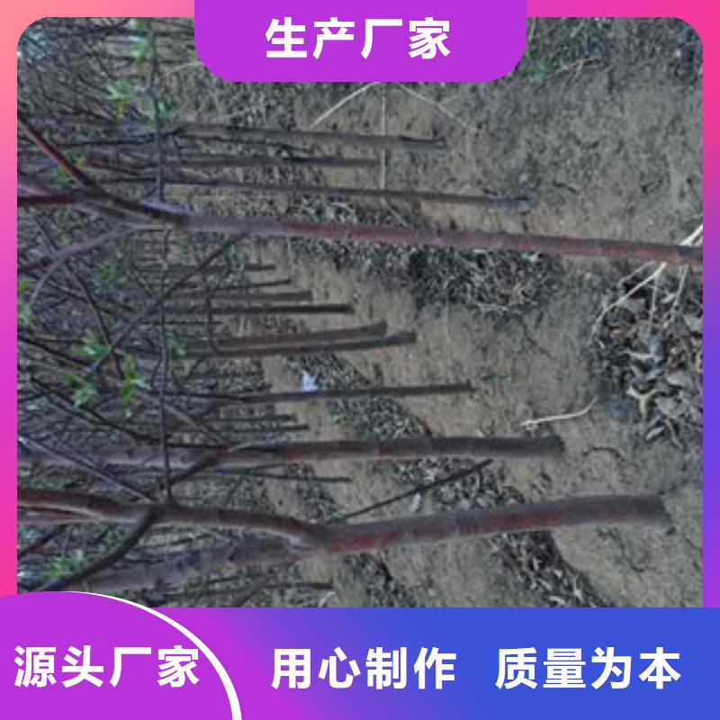 短枝红将军苹果树苗种植时间