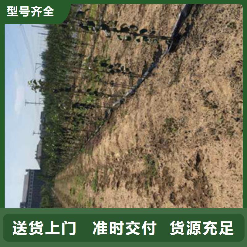 红玛瑙苹果树苗种植方法