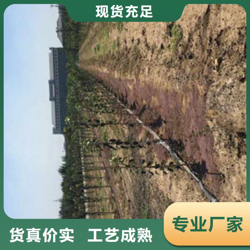 新2001苹果树苗批发基地