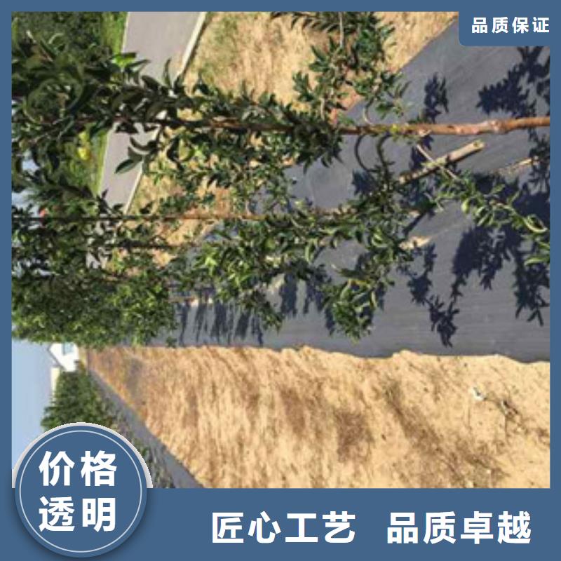 嘎啦苹果树苗批发基地