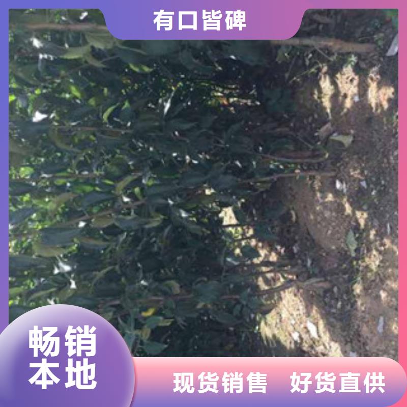 烟富8苹果树苗基地图片