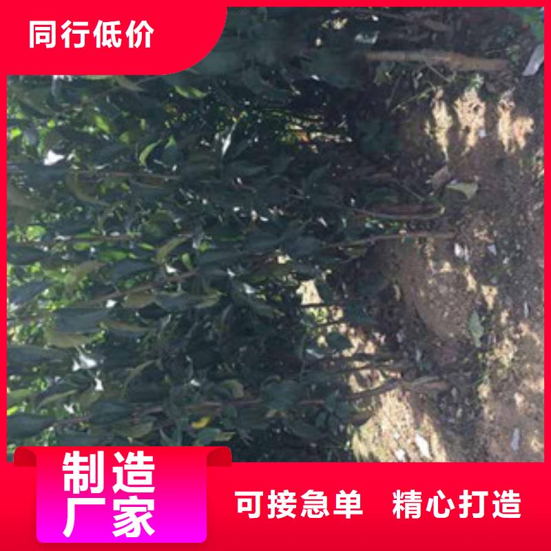 短枝红将军苹果树苗种植时间