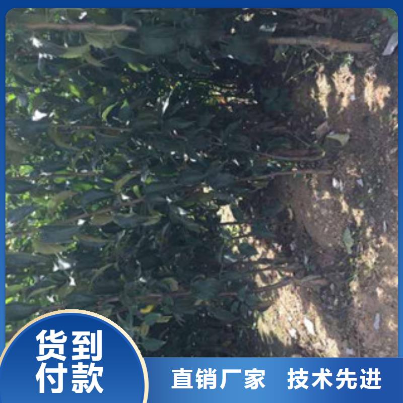 新世纪苹果树苗批发价格