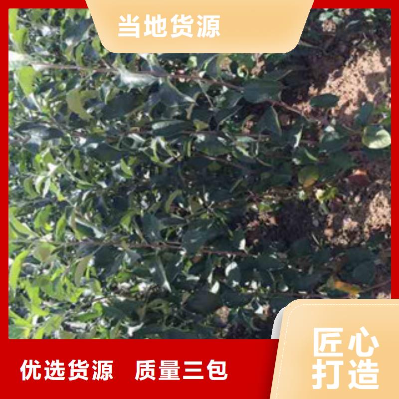 烟富5苹果树苗哪里的品种纯