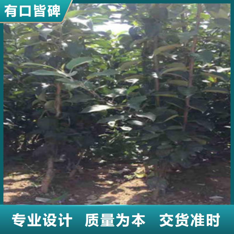 红玛瑙苹果树苗种植方法