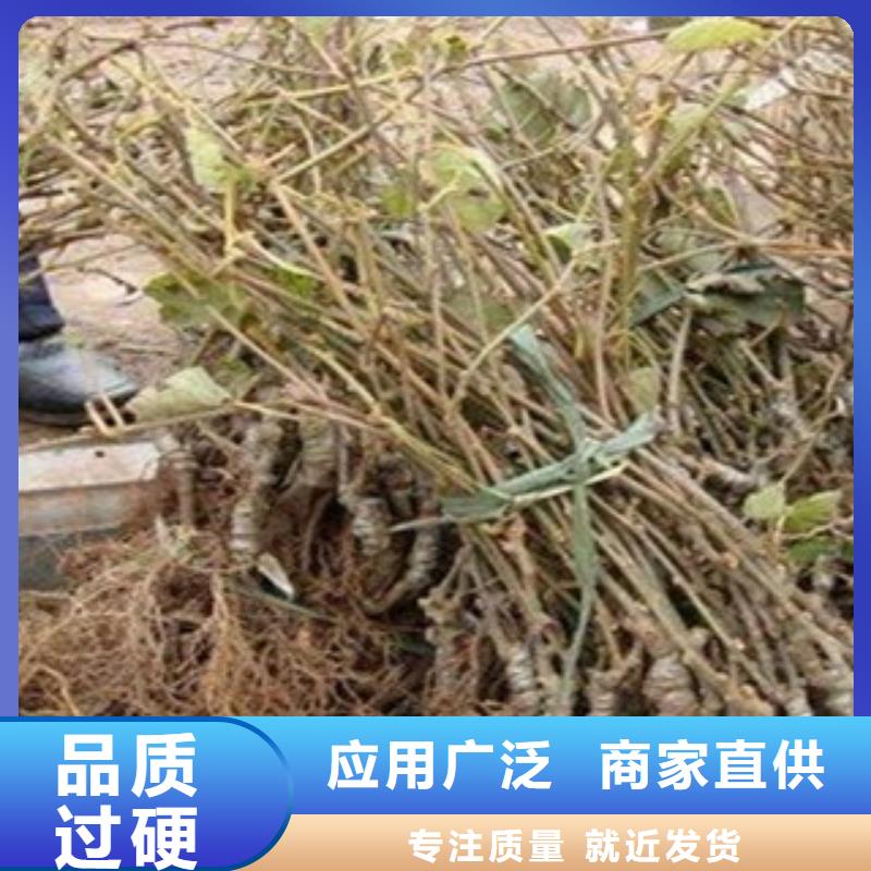 红阳猕猴桃苗种植时间