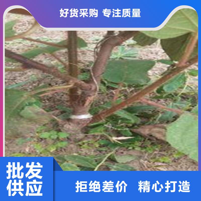 翠香猕猴桃苗种植方法