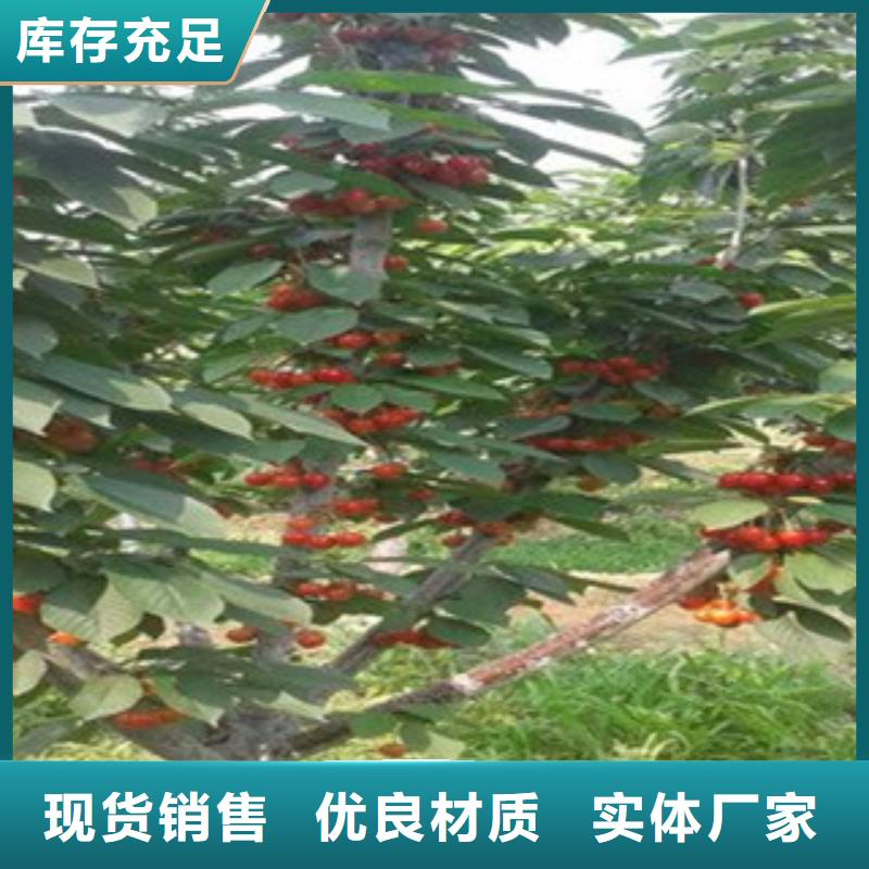 蓝丁小樱桃苗快速物流发货种植基地