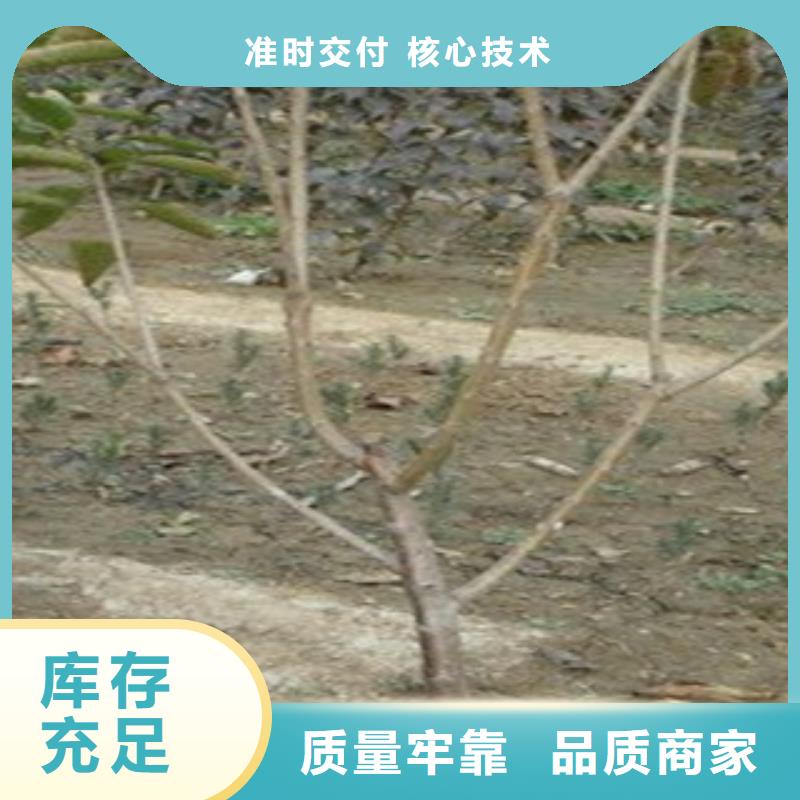 1-10公分樱桃苗园苗圃种植报价