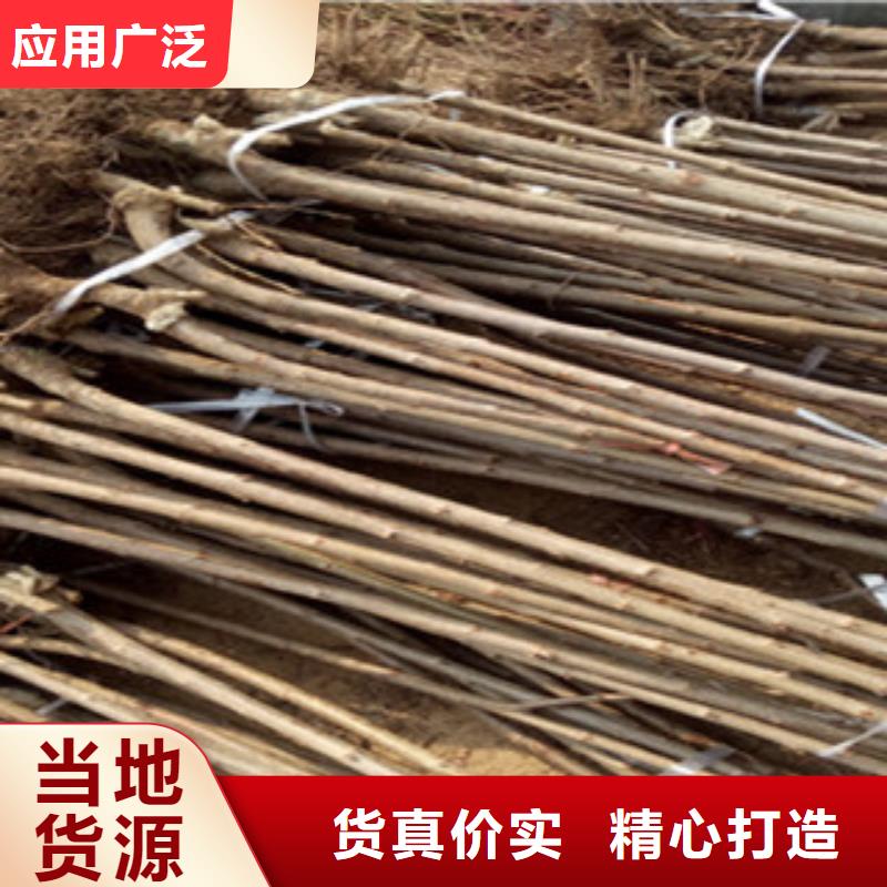 俄罗斯8号苗种类多质量好厂家直供