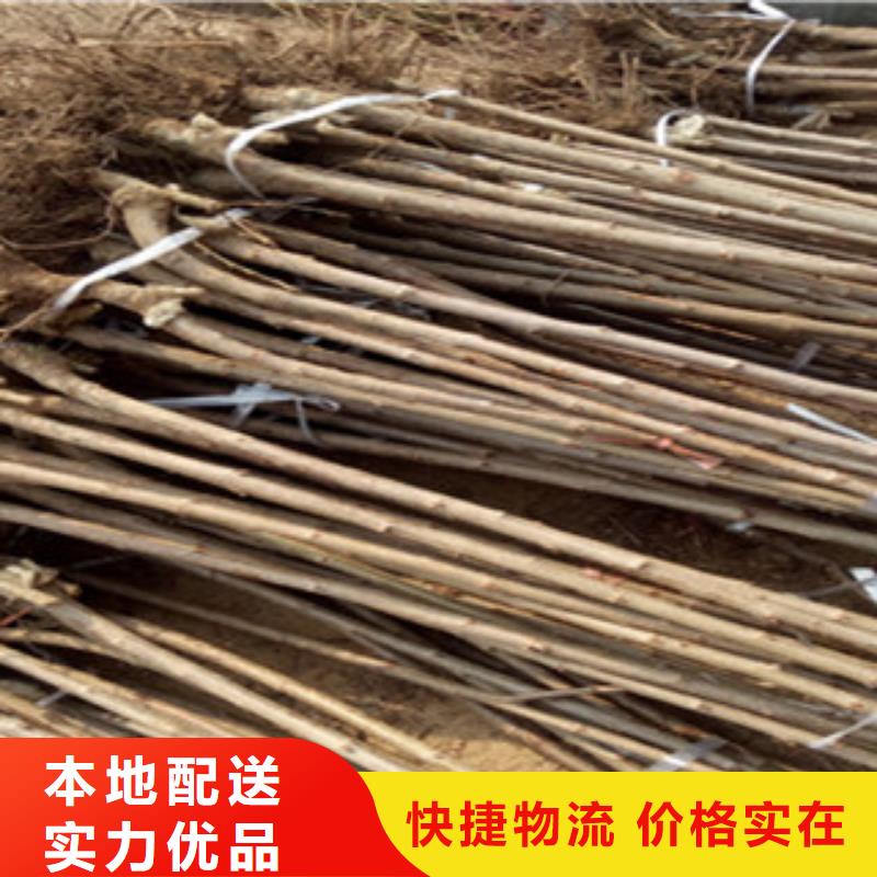 大樱桃树苗量大从优