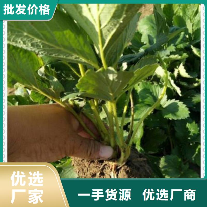 奶油草莓苗品质过关现货实拍