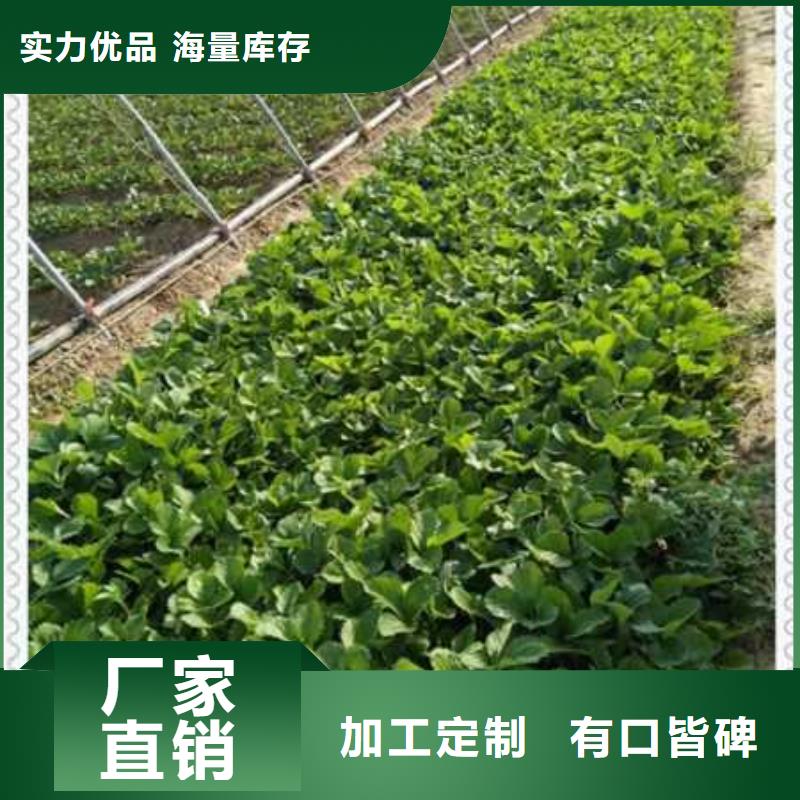 奶油草莓苗性价比高实体诚信经营