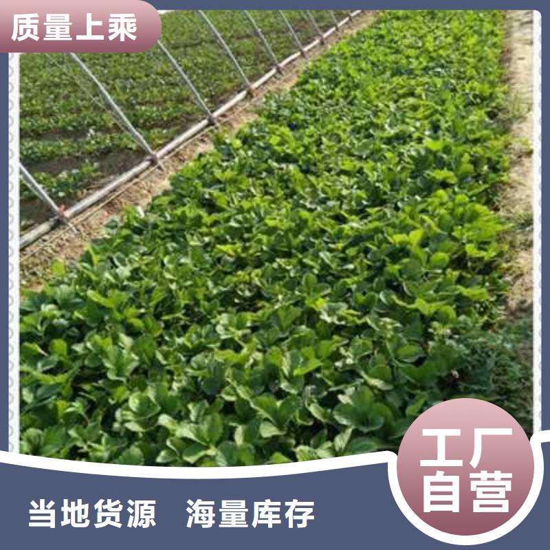 奶油草莓苗品质过关现货实拍