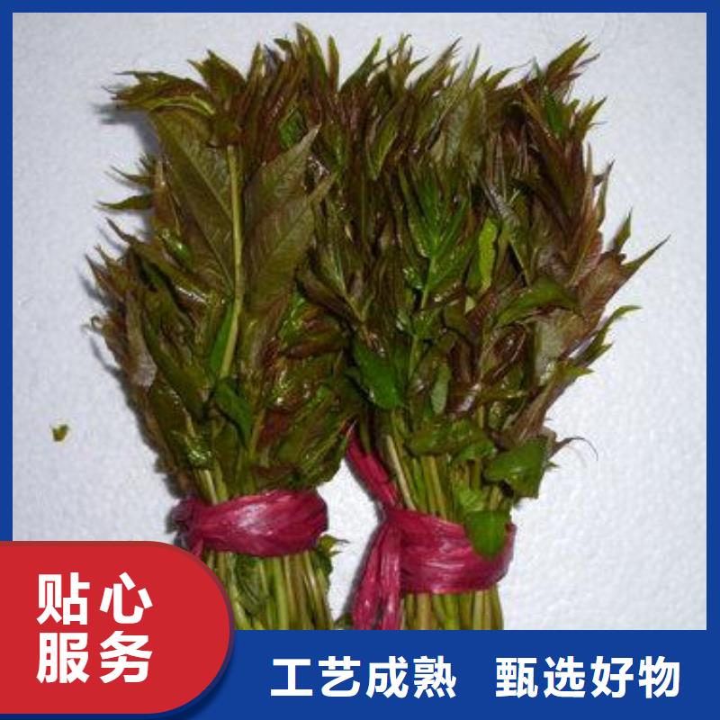 香椿苗廠家價(jià)格放心選購(gòu)